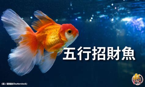 風水魚數量|養魚招財：最佳魚隻數量